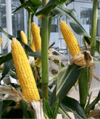 Purdue Methods for Corn Growth