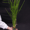Purdue Methods for Rice Growth